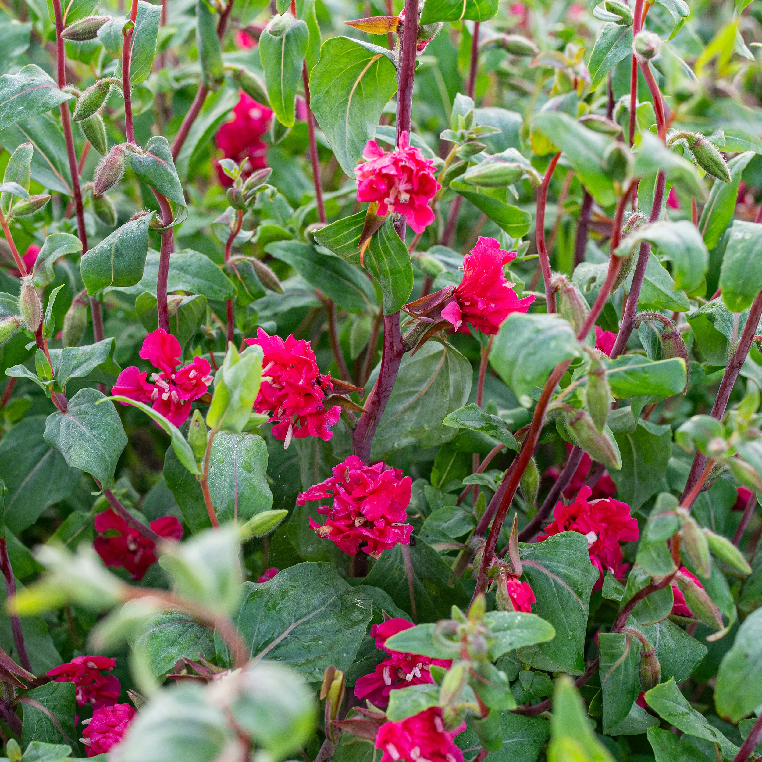Clarkia 'Ruby'
