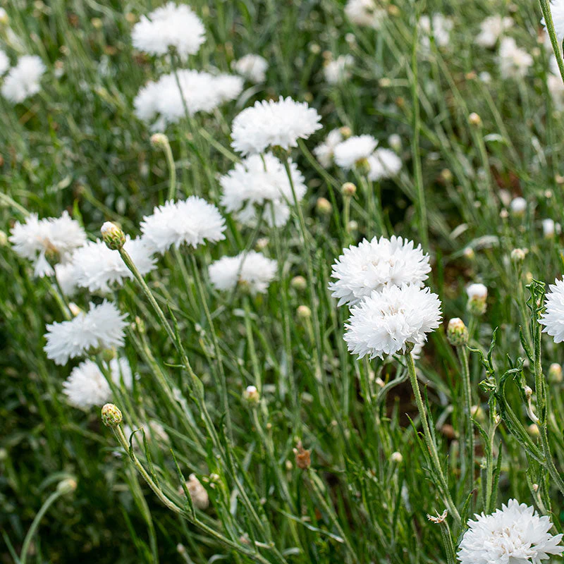 Cornflower 'Snowman' - Image 2