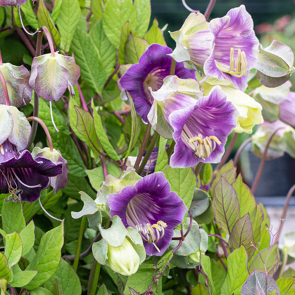 Cup and Saucer Vine - Image 3
