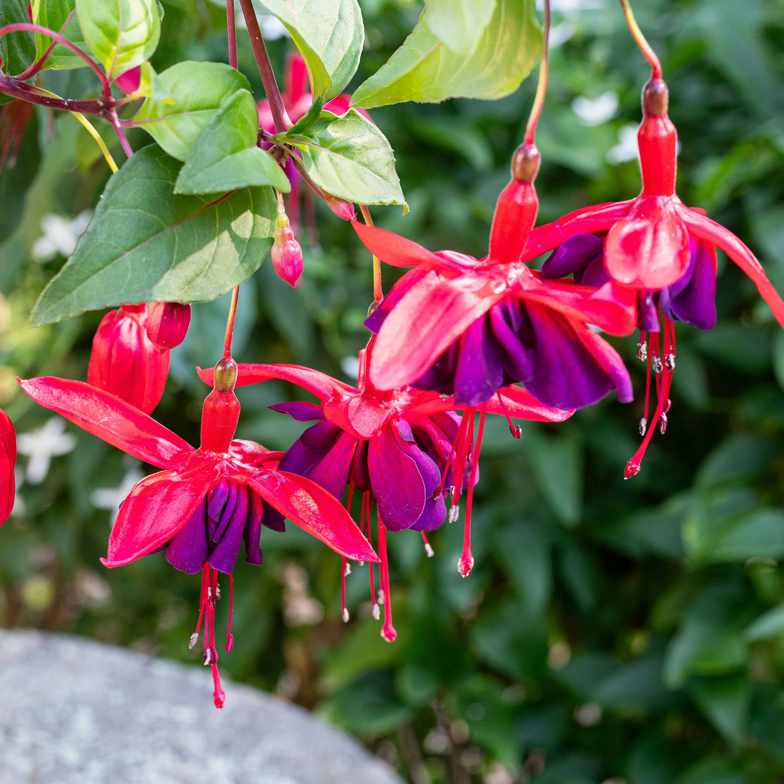 Fuchsia 'Red Shadows' - S1 - Image 2