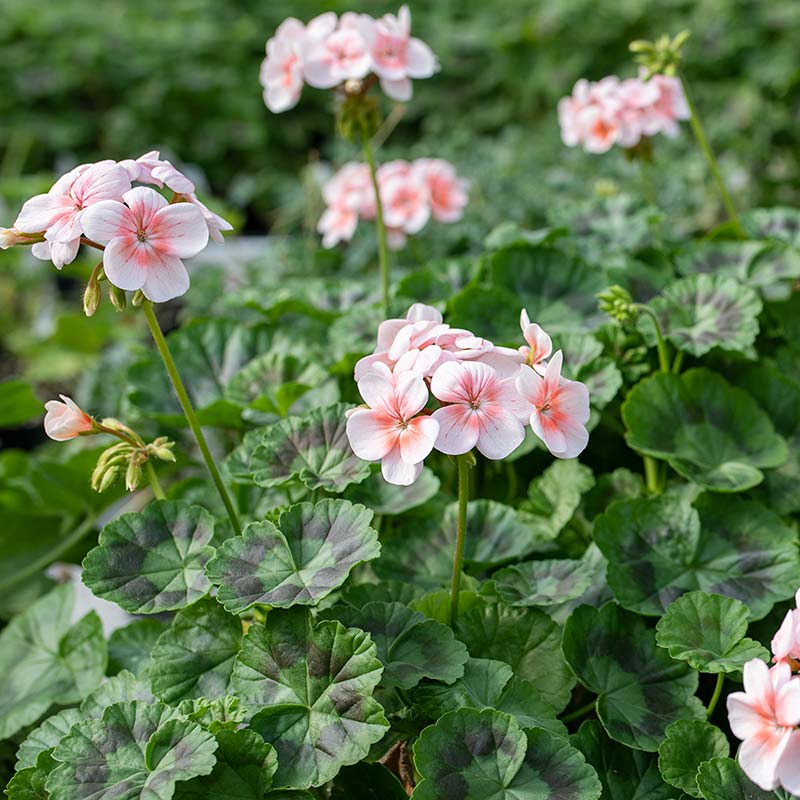 Geranium 'Phlox New Life' - S1 - Image 2