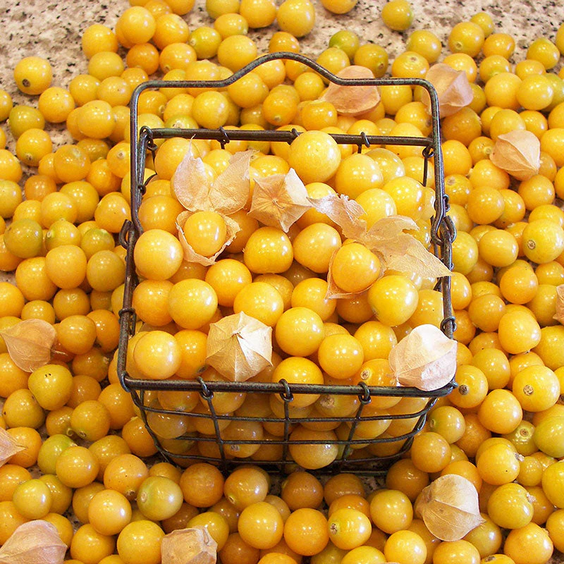 Ground Cherry 'Aunt Molly's' Organic