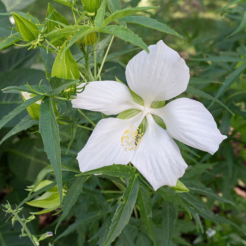 Hibiscus - Texas Star 'Moon Moth'