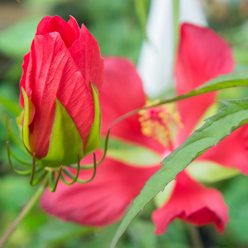 Hibiscus - Texas Star - Image 2