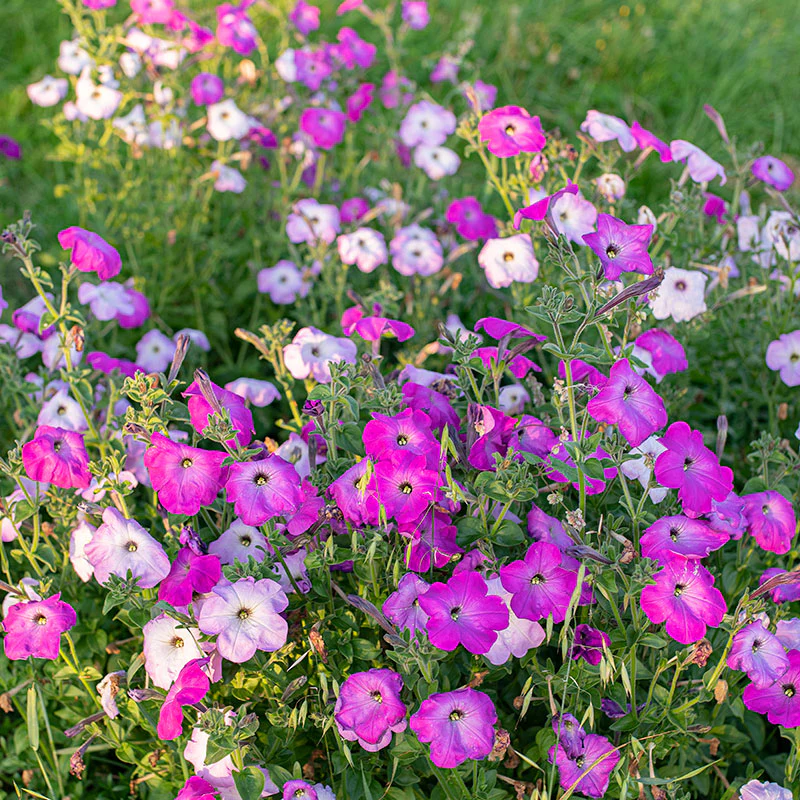 Petunia 'Old Fashioned Climbing' Organic - Image 3