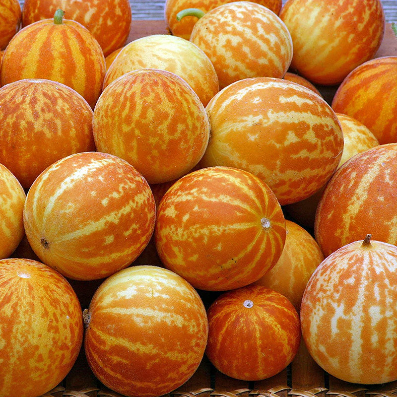 Queen Anne's Pocket Melon
