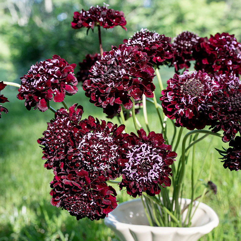Sweet Scabious 'Black Knight' - S2 - Image 4