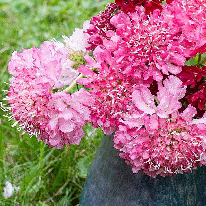 Sweet Scabious 'Salmon Queen'