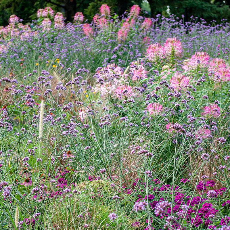 Verbena - Tall - Image 3