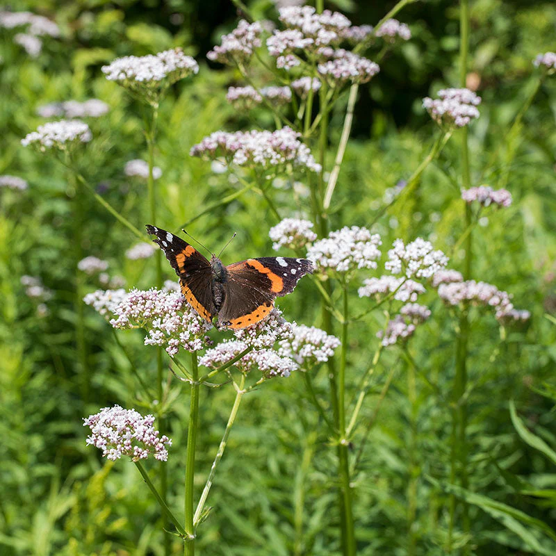 Garden Heliotrope Organic