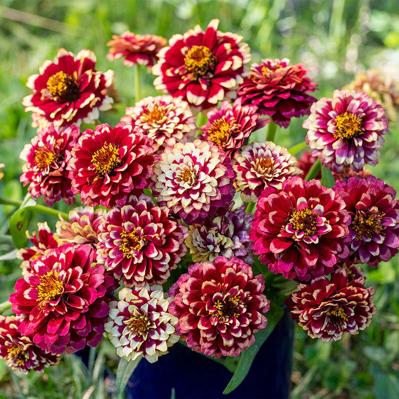 Zinnia 'Aztec Burgundy Bicolor'